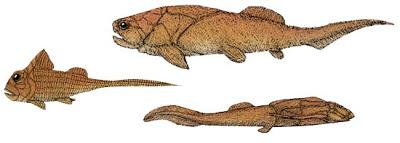 L'evoluzione per sottrazione