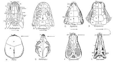 L'evoluzione per sottrazione