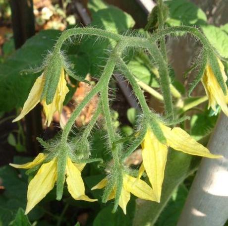 Pochi pomodori? Occorre migliorare l’impollinazione