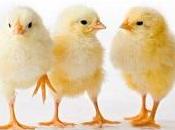 Velsa, Velsina, Velsetta