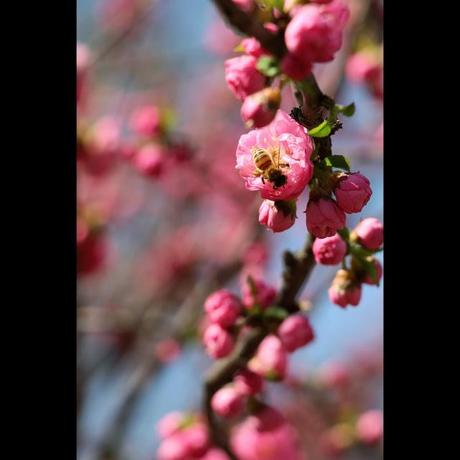 Un sabato ventoso e primaverile all'Orto Botanico di Pechino