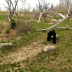 L’oca mette in fuga il gorilla: guarda il video