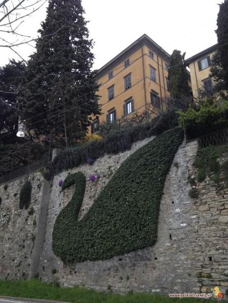 Il cigno sulle mura di Bergamo