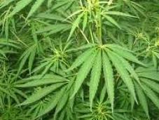 legalizzazione della cannabis aiuta? L’esempio Portogallo