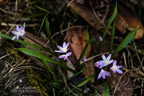 Giardino di primavera
