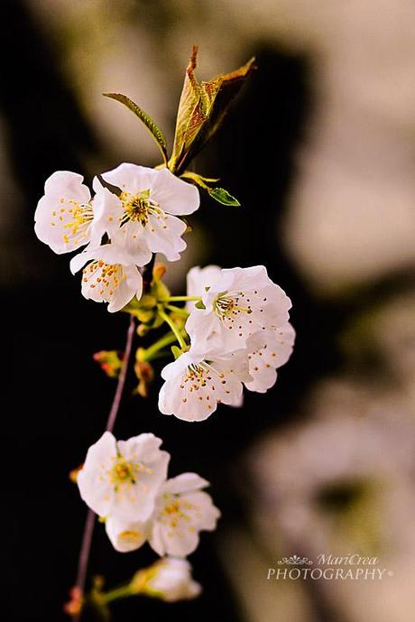 fiori di ciliegio