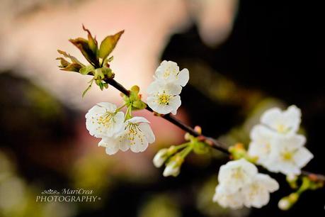 fiori di ciliegio