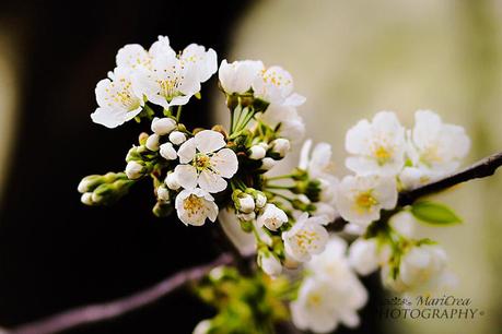 fiori di ciliegio