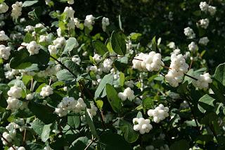 Sinforina. Lucide bacche bianche e rosa