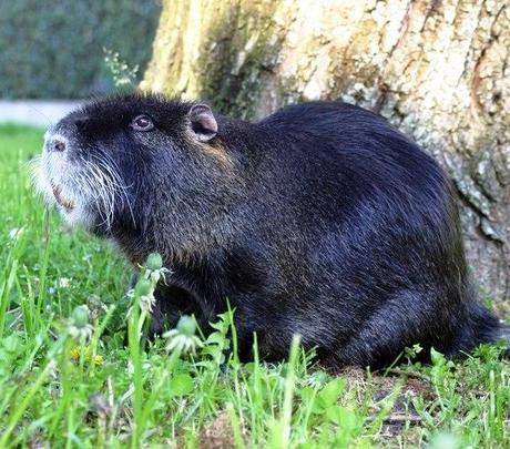 Sorella Nutria, come non te l'aspetti