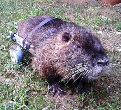 Sorella Nutria, come non te l'aspetti