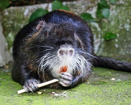 Sorella Nutria, come non te l'aspetti