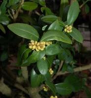 Bosso-Buxus: un sempreverde dai molti usi.