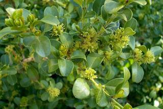 Bosso-Buxus: un sempreverde dai molti usi.