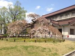 Paolo Lagazzi - Makiko Kasuga, Mizugame e la poesia giapponese tanka - Museo Nazionale d'Arte di Tokyo,  parco di Ueno, foto di Paolo LagazziPaolo Lagazzi - Makiko Kasuga, Mizugame e la poesia giapponese tanka - Museo Nazionale d'Arte di Tokyo,  parco di Ueno, foto di Paolo Lagazzi