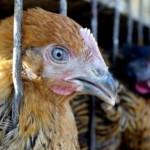 Aviaria, il nuovo ceppo del virus “invisibile al sistema immunitario”