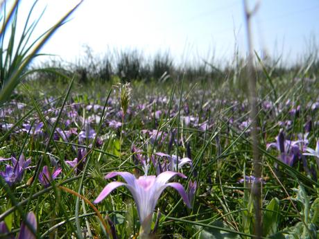 Primavera? Tempo di allergie ecco come combatterle 