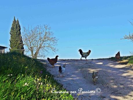 gallo e galline