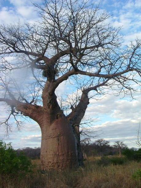 Il Parco Nazionale del Lago Malawi