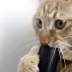 gatto si diverte lingua nell'aspirapolvere02