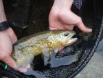 Weekend Lungo di pesca in Val Sesia