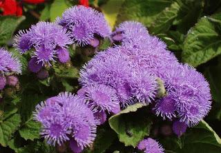 Agerato-Ageratum