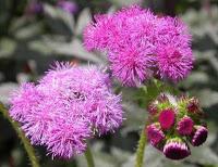 Agerato-Ageratum