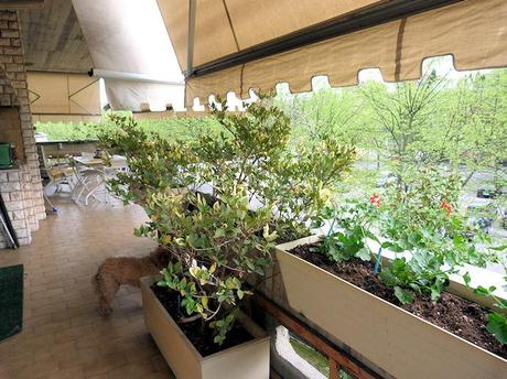 Un po' di giardinaggio in terrazza