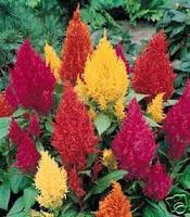 Celosia con piume e creste