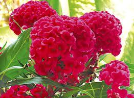 Celosia con piume e creste