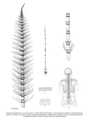 The Society of Botanical Artists Annual Open Exhibition - Westminster Central Hall - Londra                             EQUISETUM TELMATEIA