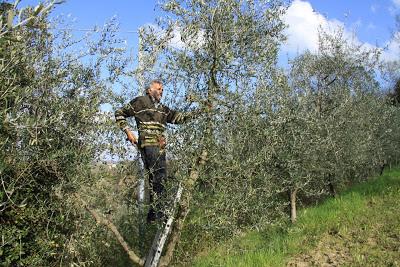 la potatura degli olivi