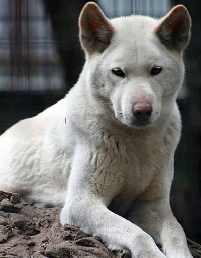 FOTO INCREDIBILI DI ANIMALI ALBINI !!!!