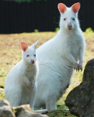 FOTO INCREDIBILI DI ANIMALI ALBINI !!!!