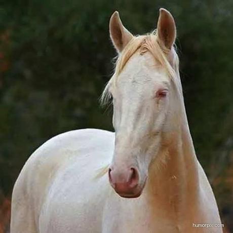 FOTO INCREDIBILI DI ANIMALI ALBINI !!!!