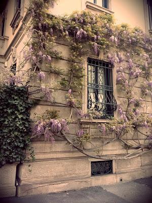 Wisteria a Milano