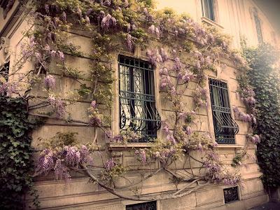 Wisteria a Milano