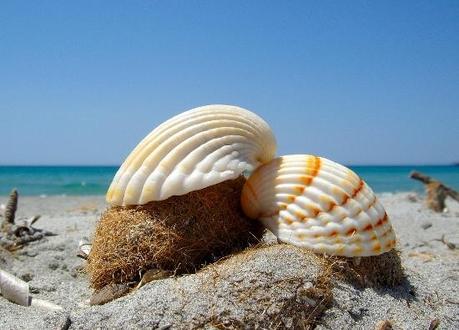 0023 La bellezza di un piccolo guscio marino di Marco Bizzarri e Paola Pardini