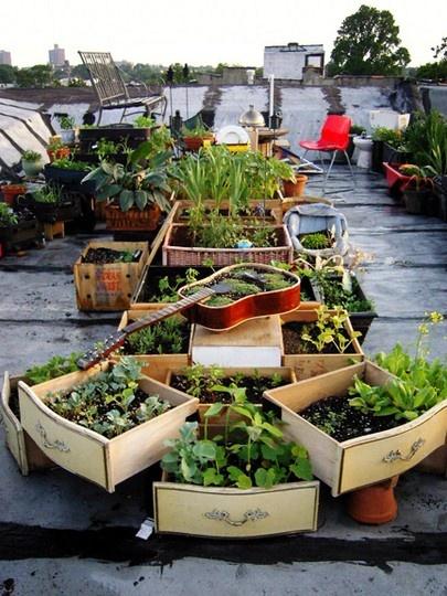 urban farming