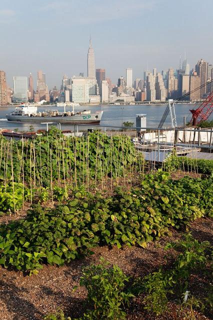 urban farming