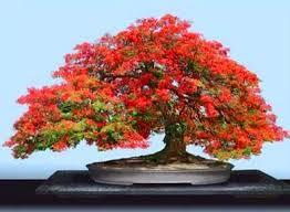 oroscopo maggio cancro: bonsai