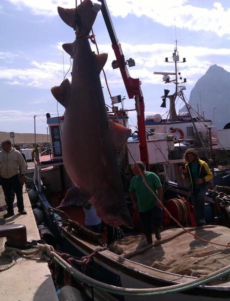 Catturato uno squalo da 500 chili nel are di fronte San Vito Lo Capo