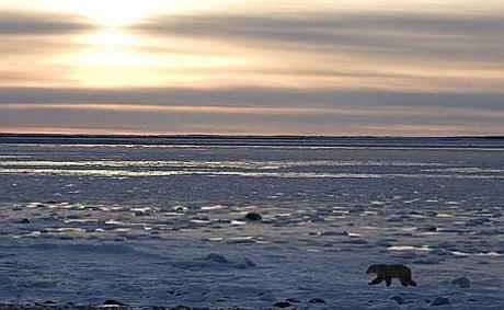 Polar Bear Manitoba