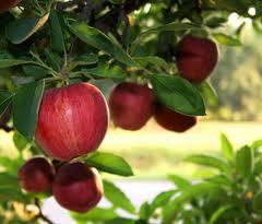 oroscopo maggio vergine: alberi da frutto