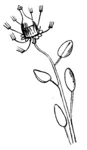 Bootleforkia spoonifolia