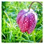 Fritillaria©LondonSE4