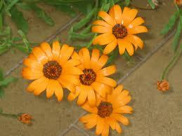 Dimorfoteca, fiori che si aprono solo con il sole