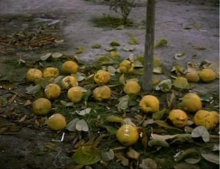 El sol del membrillo