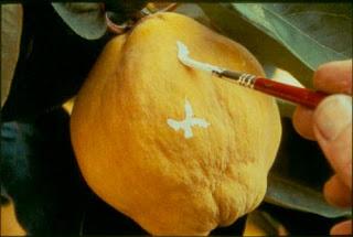 El sol del membrillo