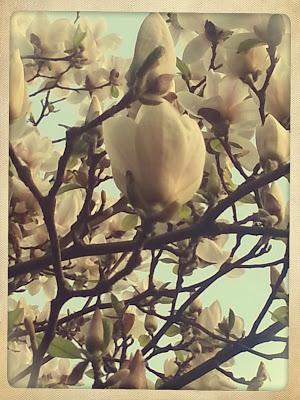 Finalmente la magnolia è fiorita